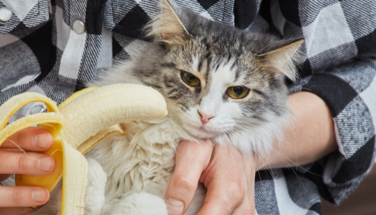 Can Cats Eat Bananas