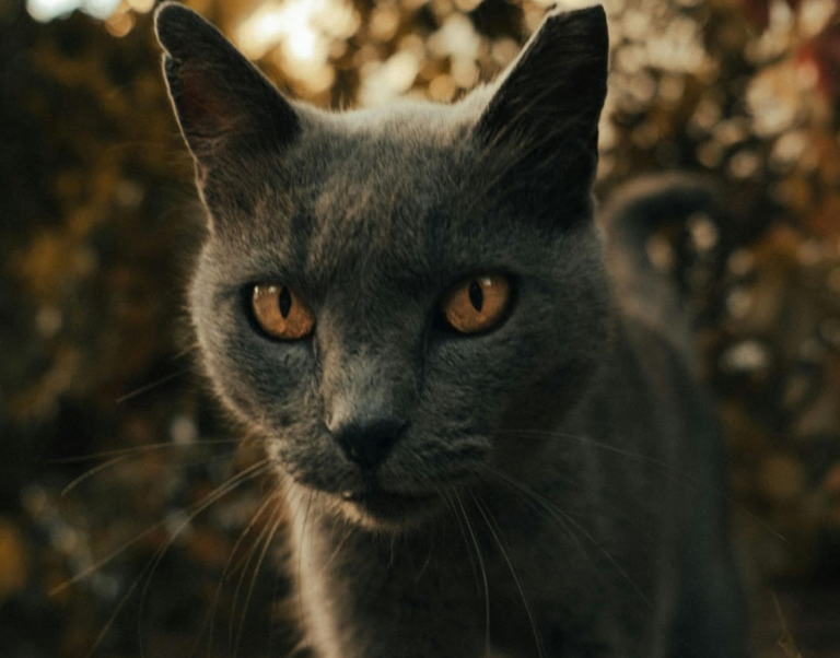 Cats Really Have Nine Lives; Here’s Why 1