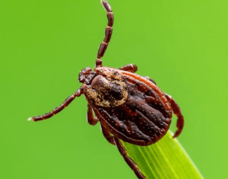 ticks