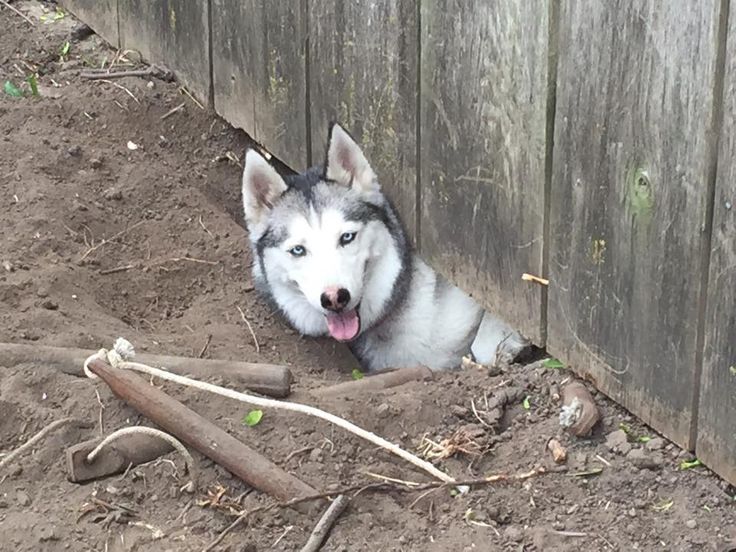 Before You Fall for Their Beauty: The Realities of Owning a Husky 1