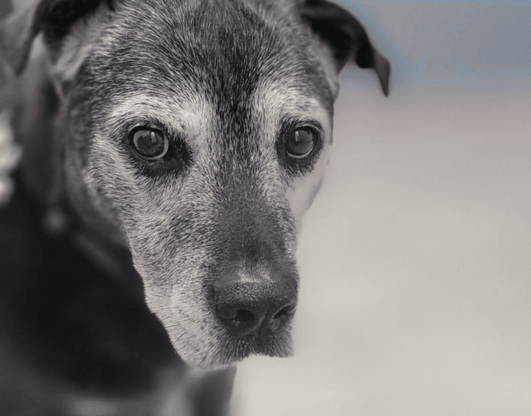 rescued from