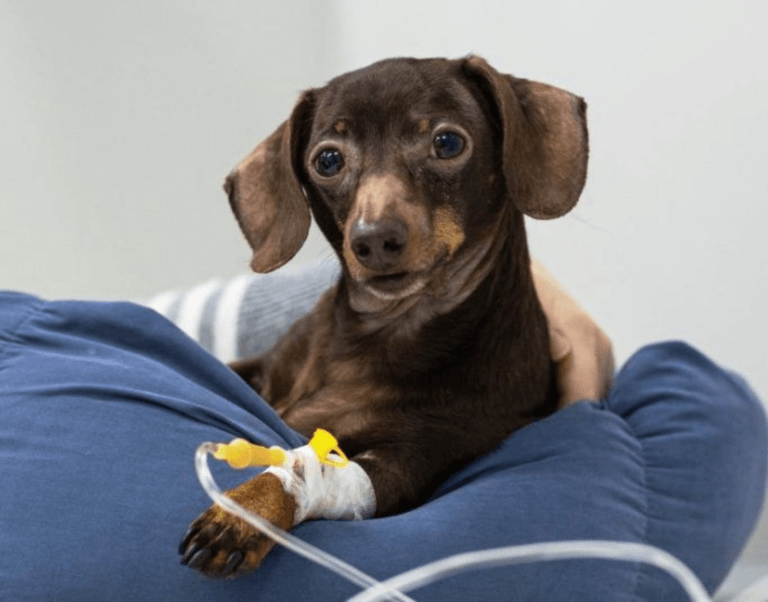parvo