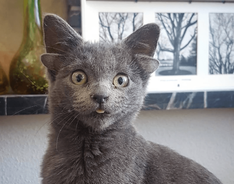 4-eared cat