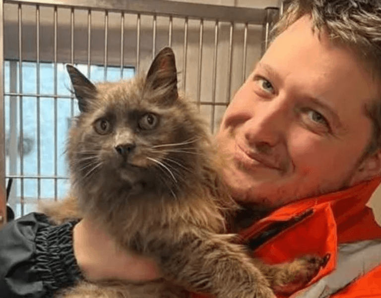 missing cat