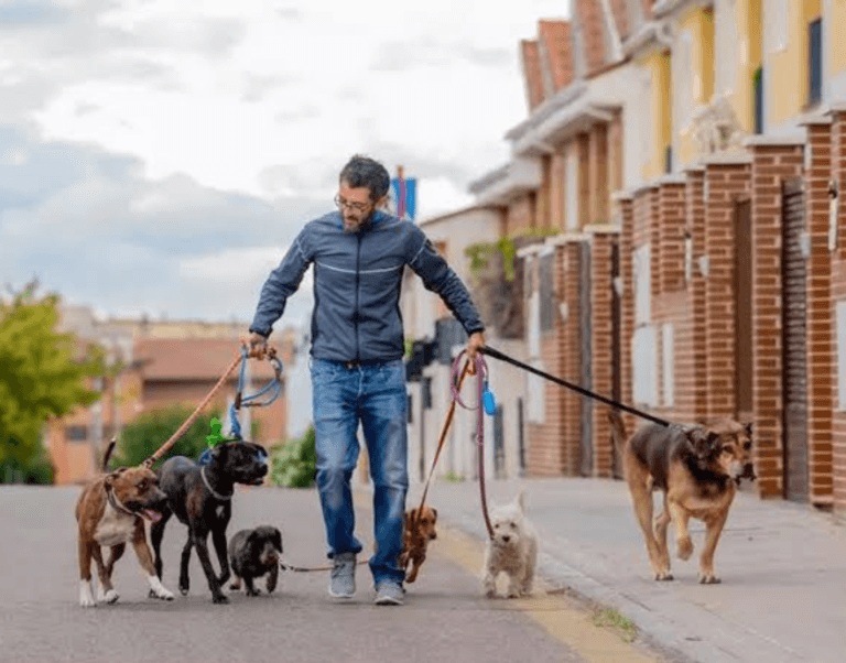 rome's new pet law for dog owners for daily walks