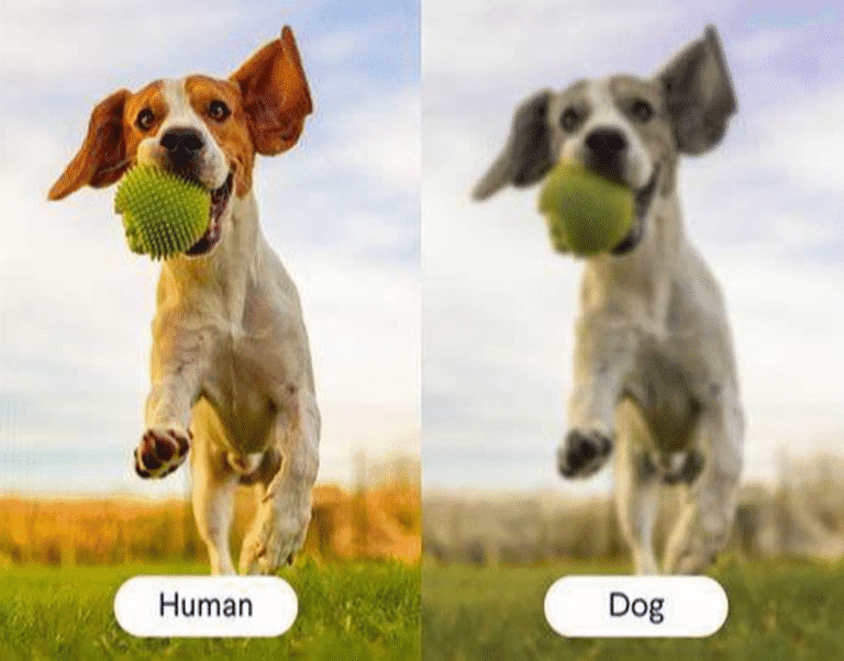 What colors do dogs actually see vs what colours humans see